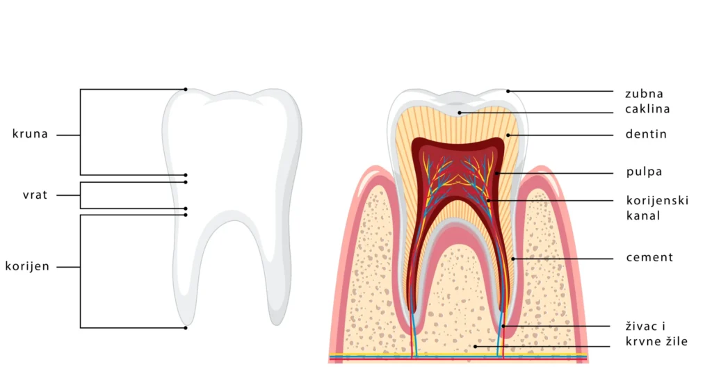 građa-zuba